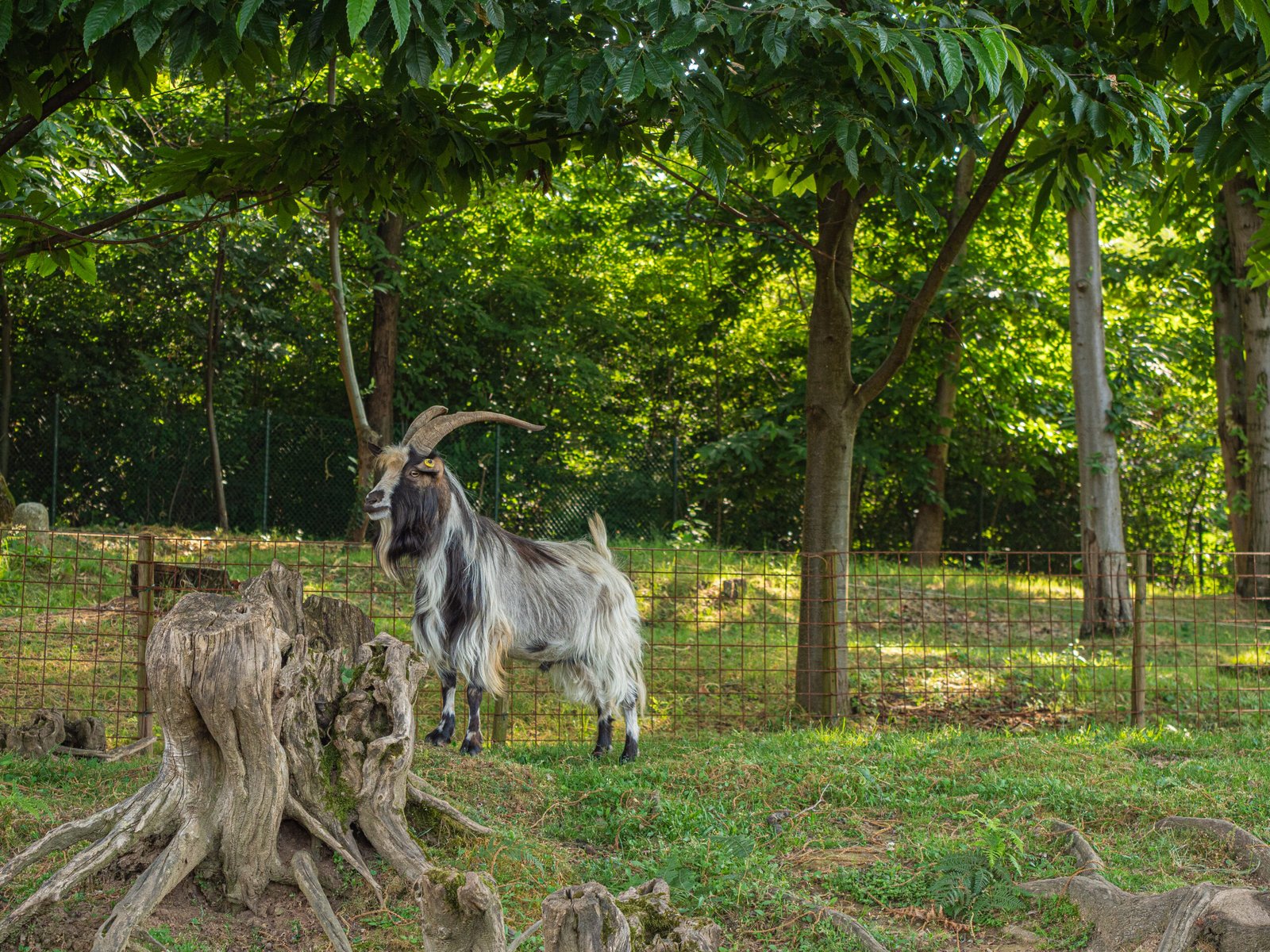 Caprette alla Fattoria dei Sogni a Cermenate