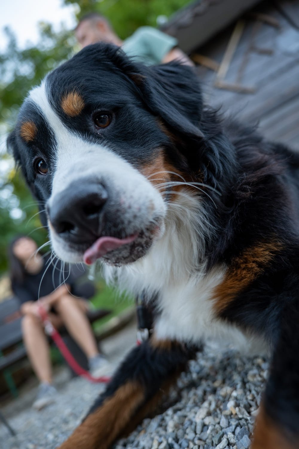 Bovaro del Bernese dell’Allevamento dell’Even