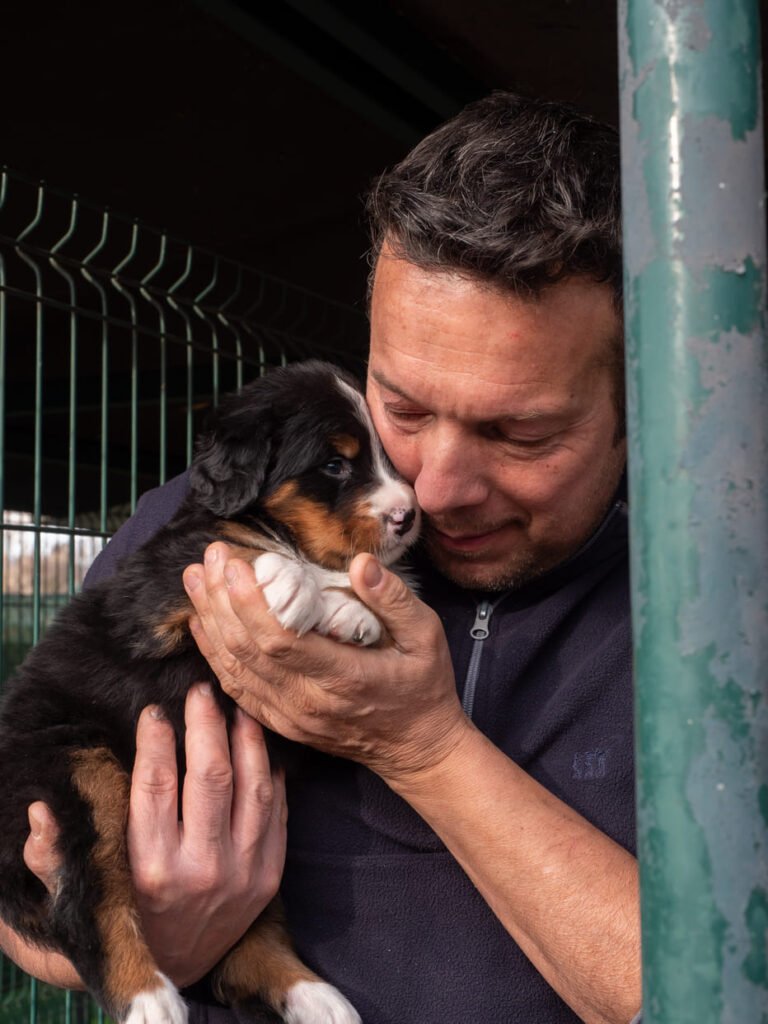 Bovaro del Bernese dell’Allevamento dell’Even a Cermenate