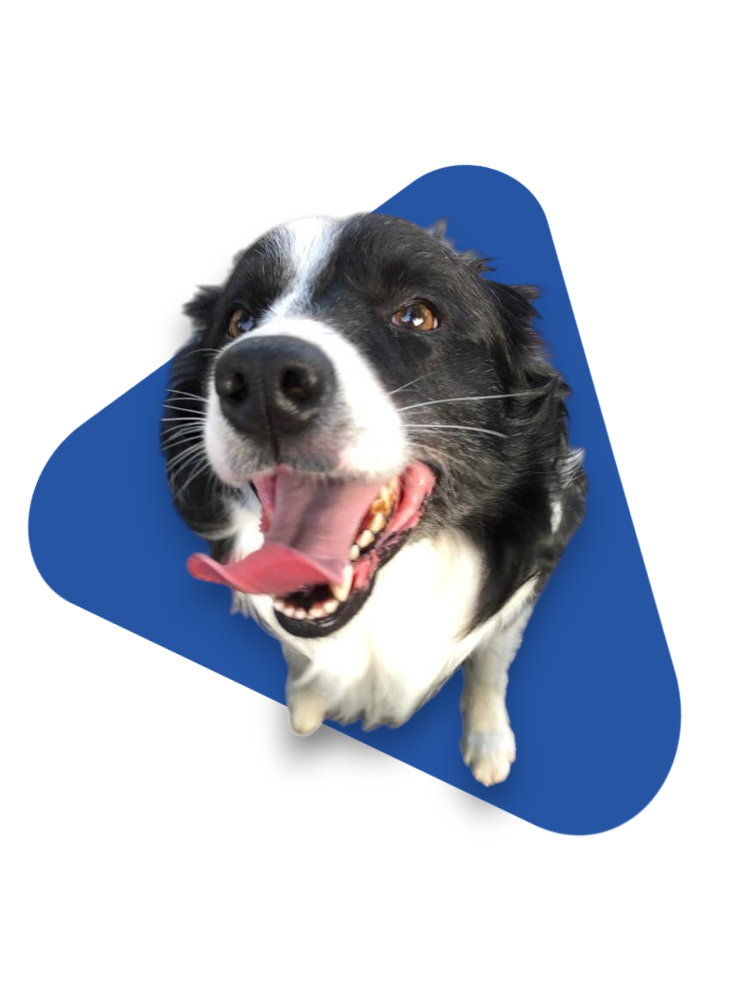 Crocchette e snack per cani e gatti