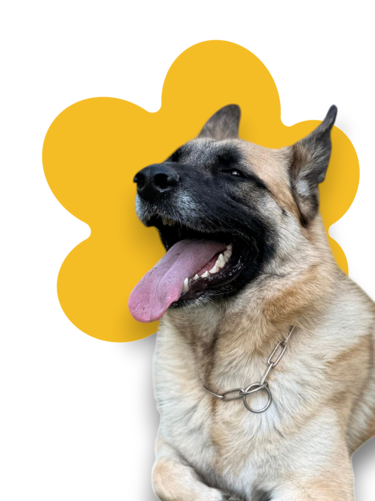 Alimentazione naturale per cani e gatti